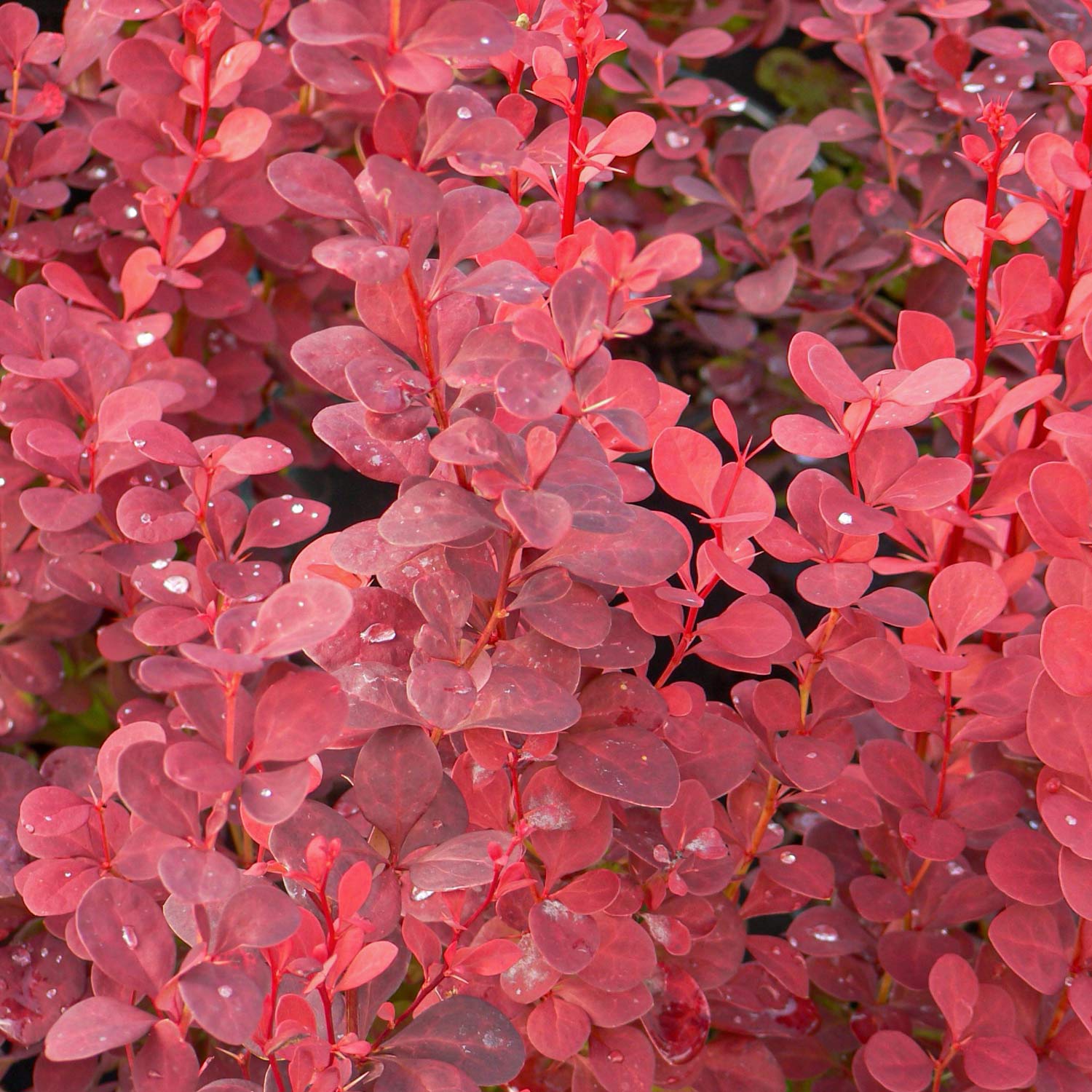 Berberis thunbergii 'Orange Rocket'