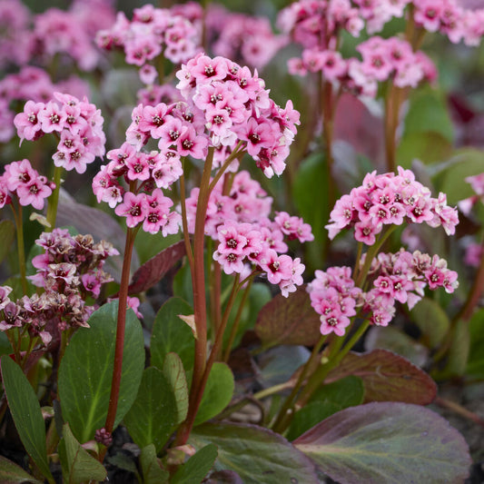 Bergenia 'Spring Fling'