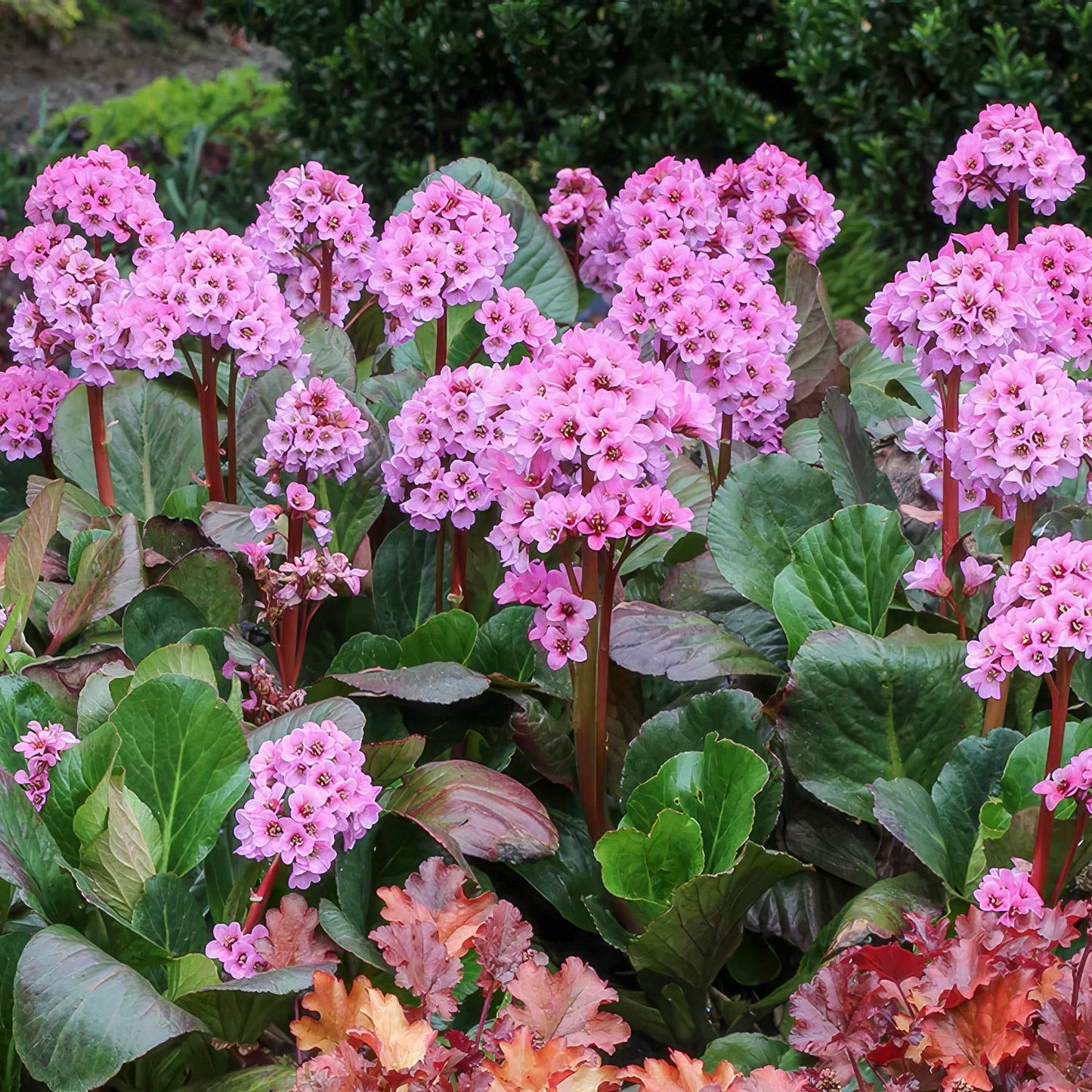 Bergenia 'Spring Fling'