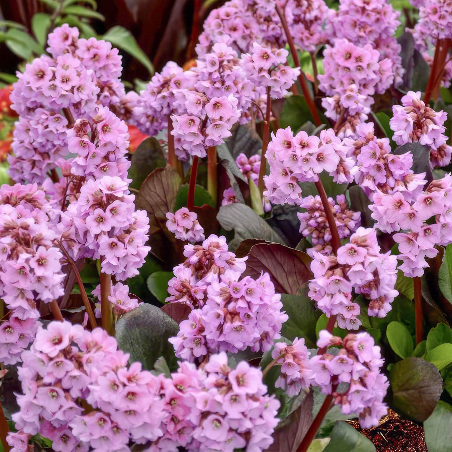 Bergenia 'Spring Fling'