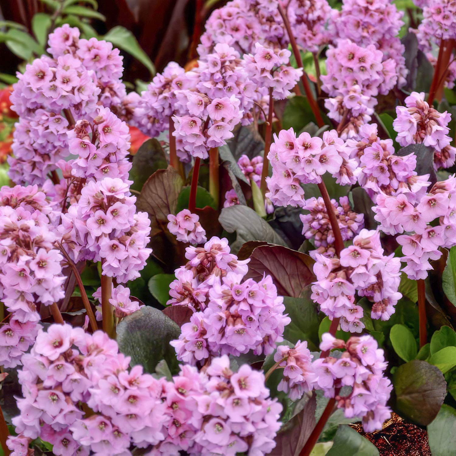Bergenia 'Spring Fling'
