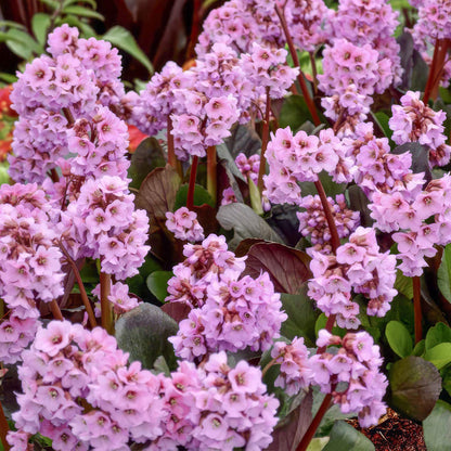 Bergenia 'Spring Fling'