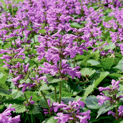 Betonica macrantha