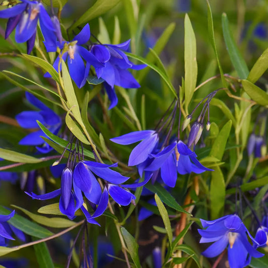 Billardiera heterophylla 'Ultra Blue'. Close-up of blue flowers with green leaves
