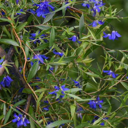 Billardiera heterophylla 'Ultra Blue'. Close-up of blue flowers and green leaves