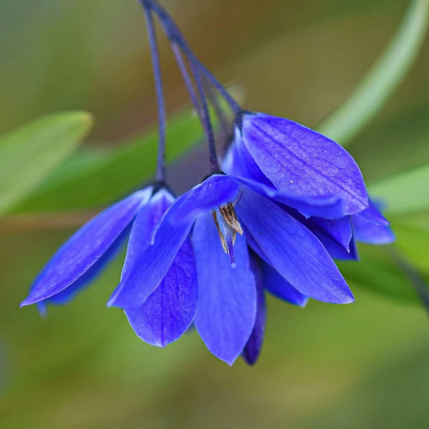 Billardiera heterophylla 'Ultra Blue'. Close-up of a blue flower with green leaves in the background