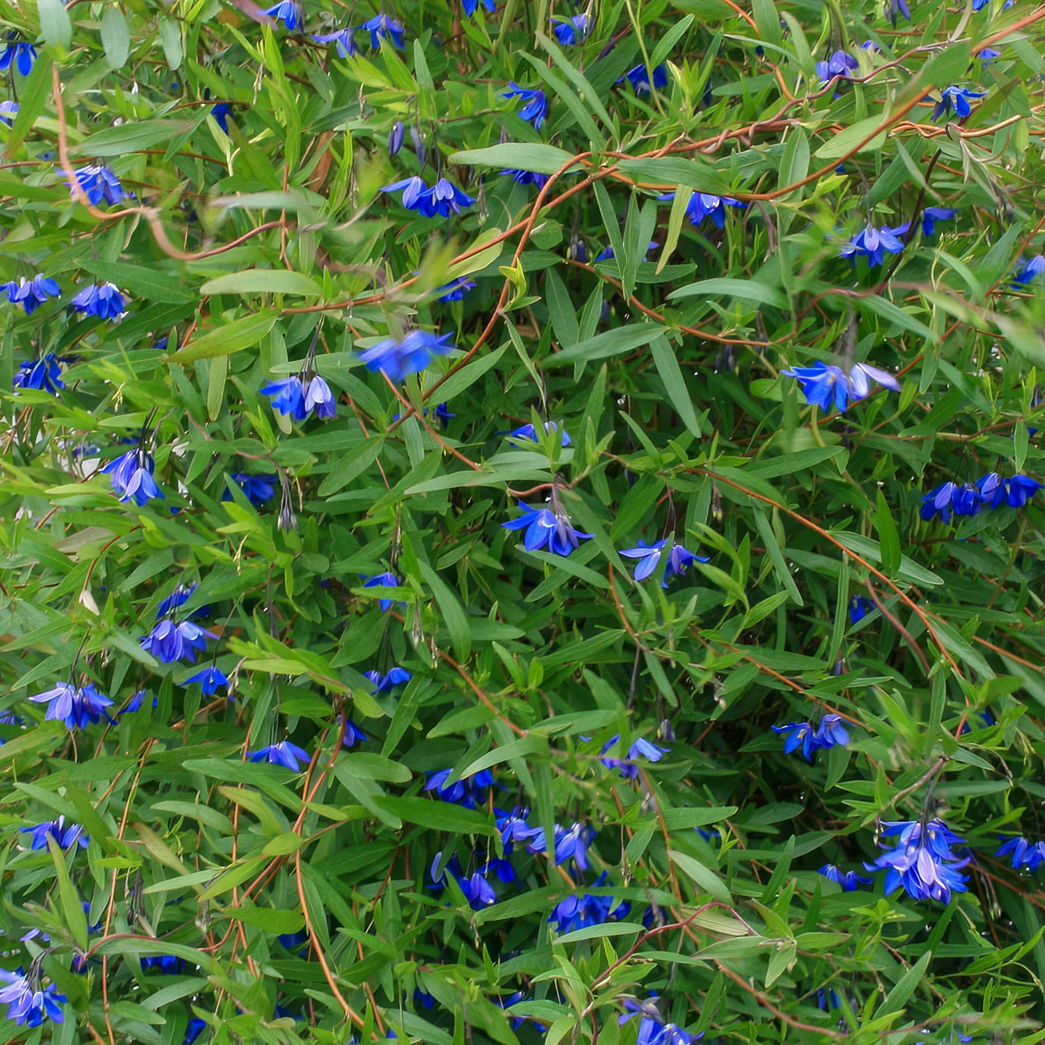 Billardiera heterophylla 'Ultra Blue'. Green bush with blue flowers