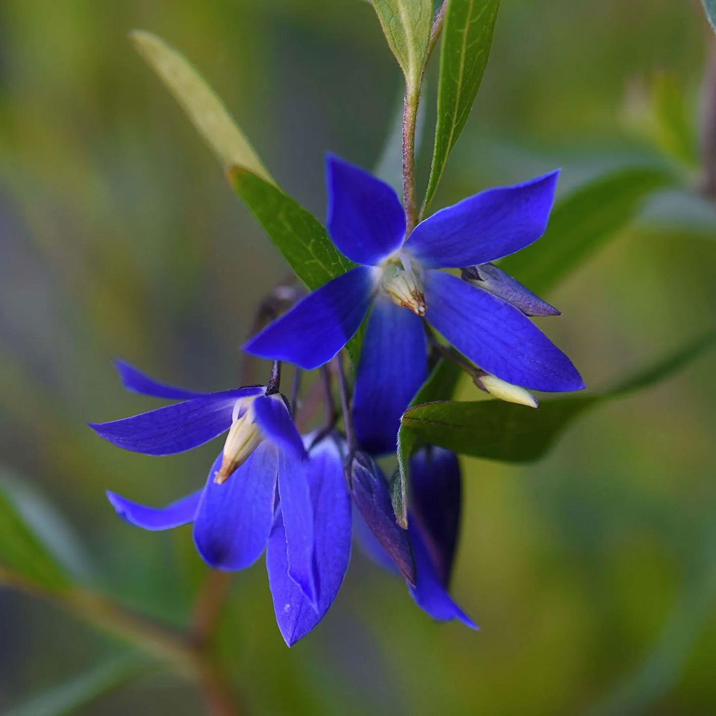 Billardiera heterophylla 'Ultra Blue'. Close-up of a vibrant blue flower with green leaves on a blurred natural background