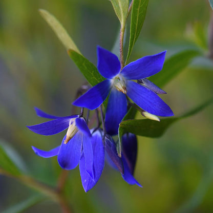 Billardiera heterophylla 'Ultra Blue'. Close-up of a vibrant blue flower with green leaves on a blurred natural background
