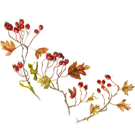 Botanical Painting Workshop: Autumn Treasures. Berries
