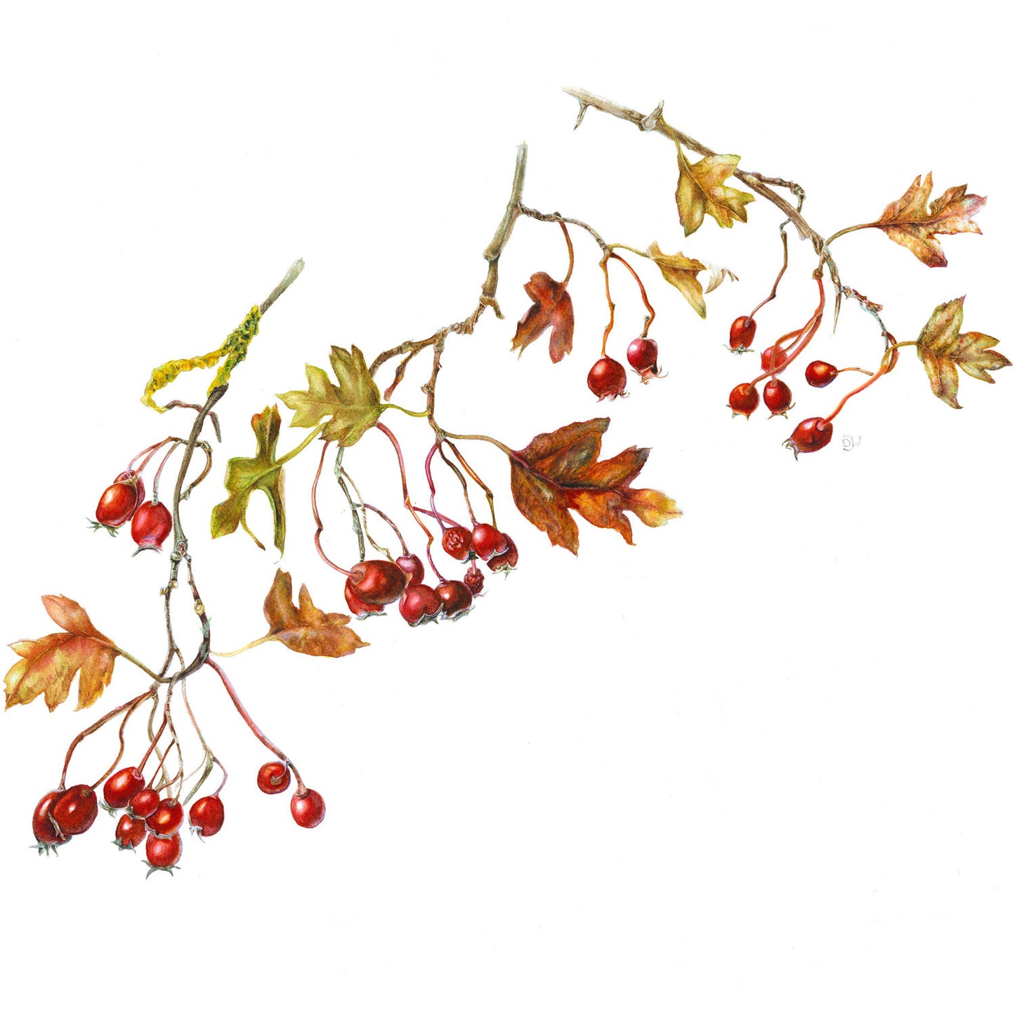 Botanical Painting Workshop: Autumn Treasures. Berries