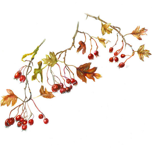 Botanical Painting Workshop: Autumn Treasures. Berries
