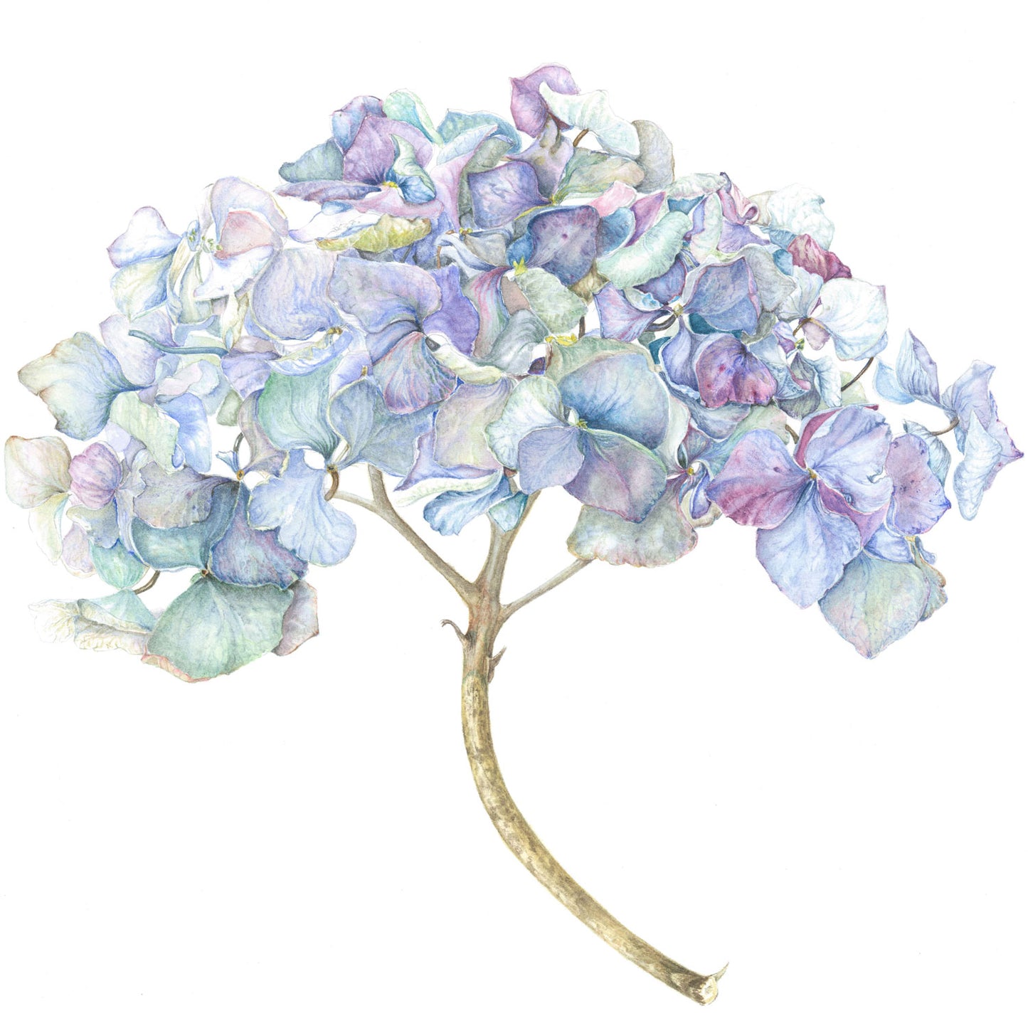 Botanical Painting Workshop: Barnsdale Blooms. 7th - 8th July, 2027