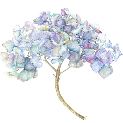 Botanical Painting Workshop: Barnsdale Blooms. 7th - 8th July, 2027