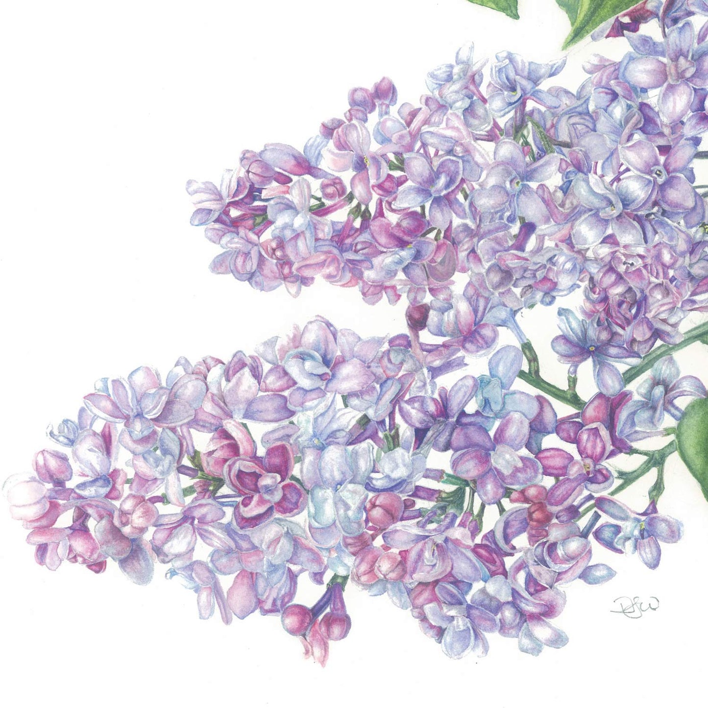 Botanical Painting Workshop: Barnsdale Blooms. 7th - 8th July, 2027