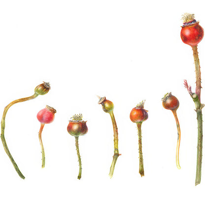 Botanical Painting Workshop: Autumn Treasures. Rose hips.