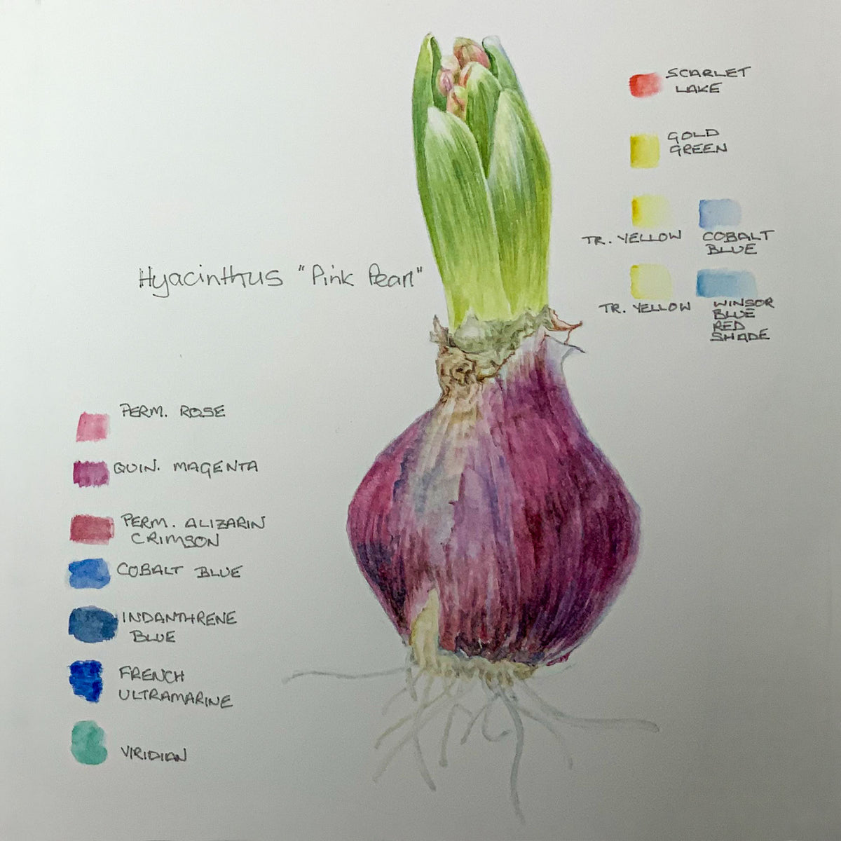 Botanical Painting Workshop: Winter Bulbs. A hand-painted botanical colour chart for Hyacinthus 'Pink Pearl', showing a painted bulb and shoot with labeled color names and swatches on a white background. y Dawn Wright