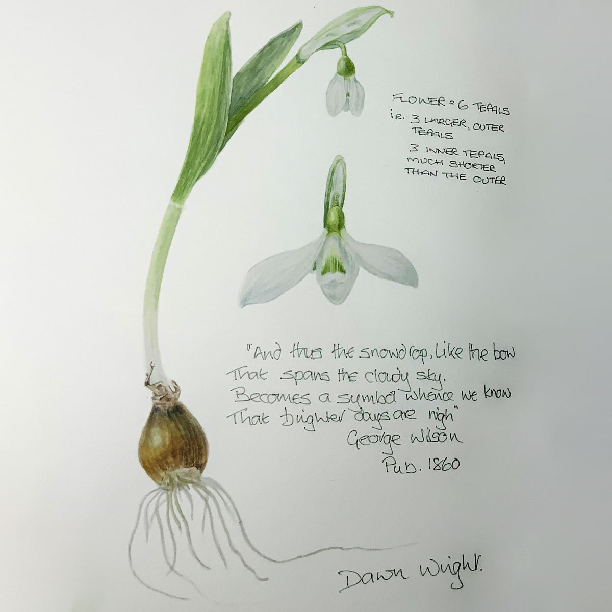 Botanical Painting Workshop: Winter Bulbs. A botanical painting featuring a watercolor and pencil drawing of a snowdrop plant with handwritten text on a white background by Dawn Wright.