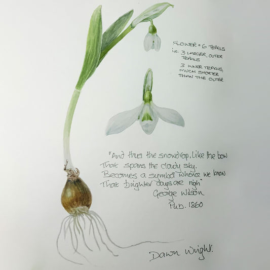 Botanical Painting Workshop: Winter Bulbs. A botanical painting featuring a watercolor and pencil drawing of a snowdrop plant with handwritten text on a white background by Dawn Wright.