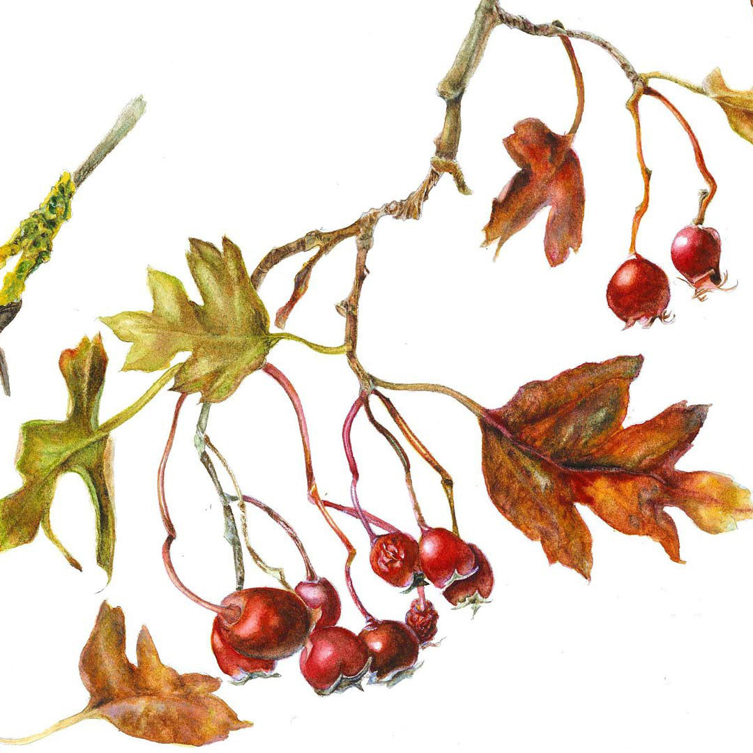 Botanical painting workshop - Berries and Leaves