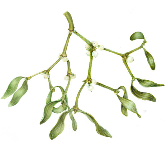 Botanical Painting Workshop: A Botanical Christmas. Mistletoe