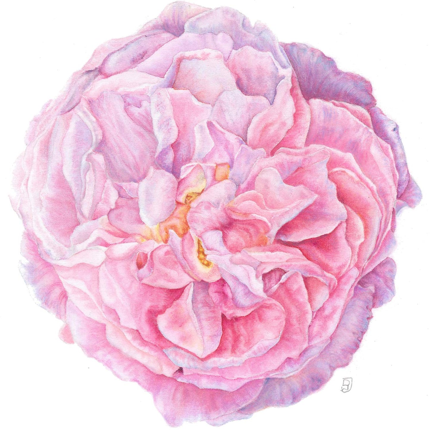 Botanical Painting Workshop: Spring Blooms. Watercolour painting of a Paeony.