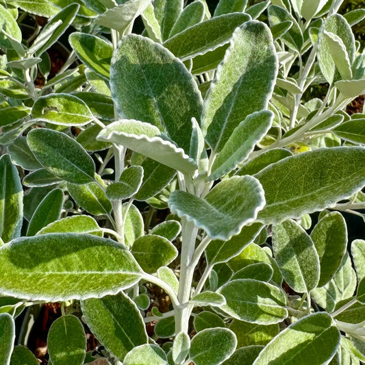 Brachyglottis 'Drysdale'