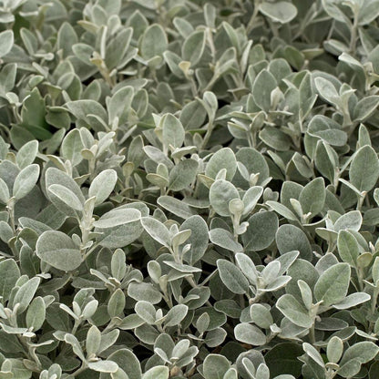 Brachyglottis 'Walberton's Silver Dormouse' (Senecio 'Walberton's Silver Dormouse')