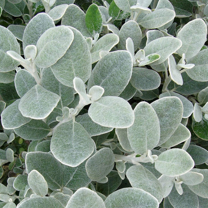 Brachyglottis 'Walberton's Silver Dormouse' (Senecio 'Walberton's Silver Dormouse')