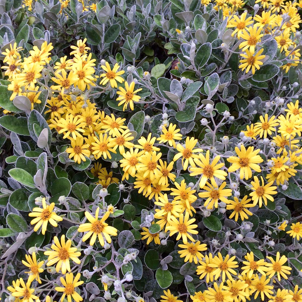 Brachyglottis 'Walberton's Silver Dormouse' (Senecio 'Walberton's Silver Dormouse')