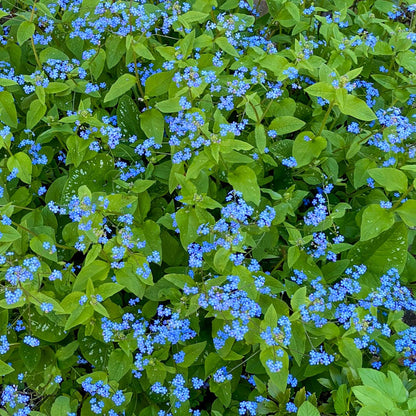 Brunnera macrophylla