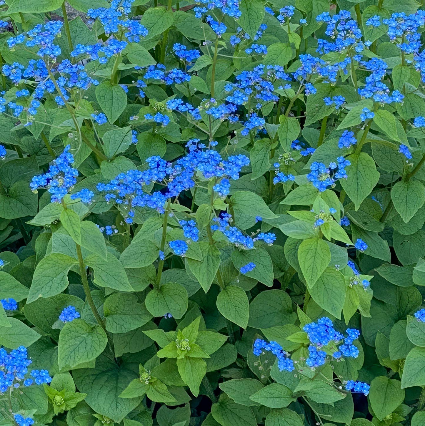 Brunnera macrophylla