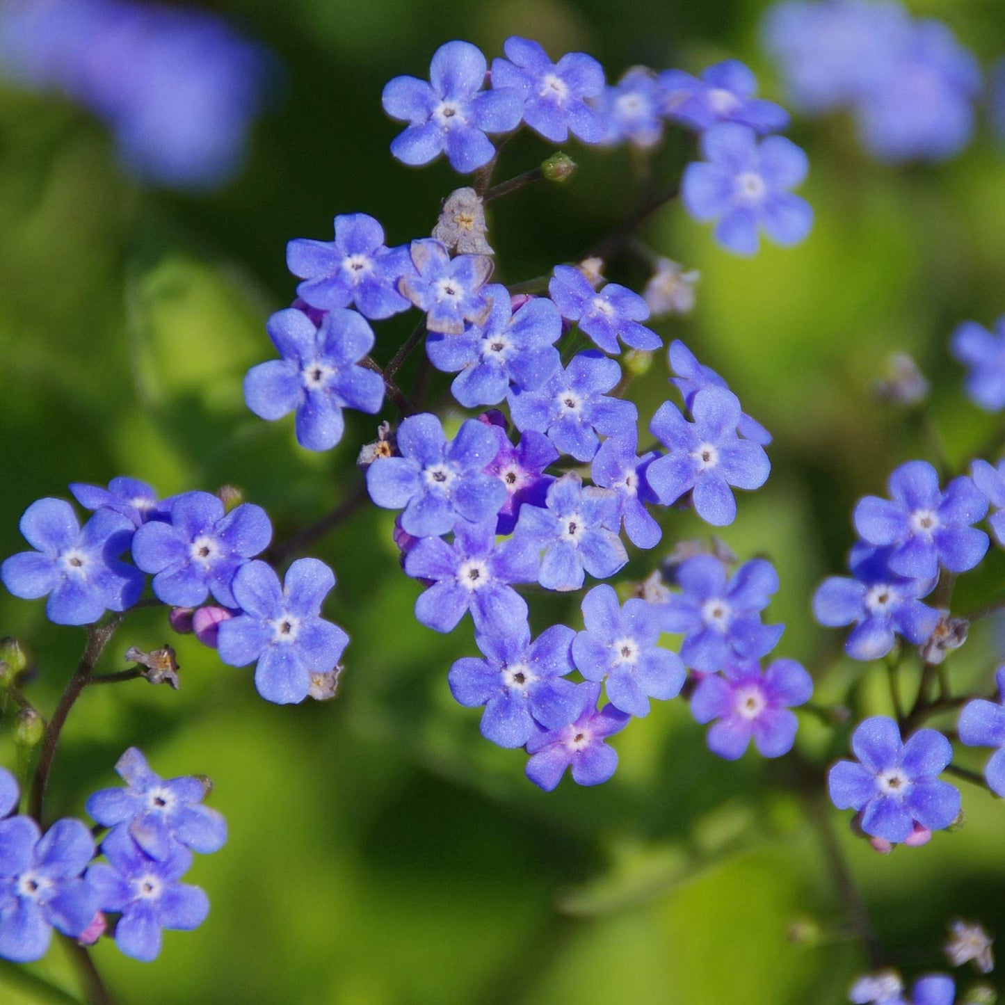 Brunnera macrophylla