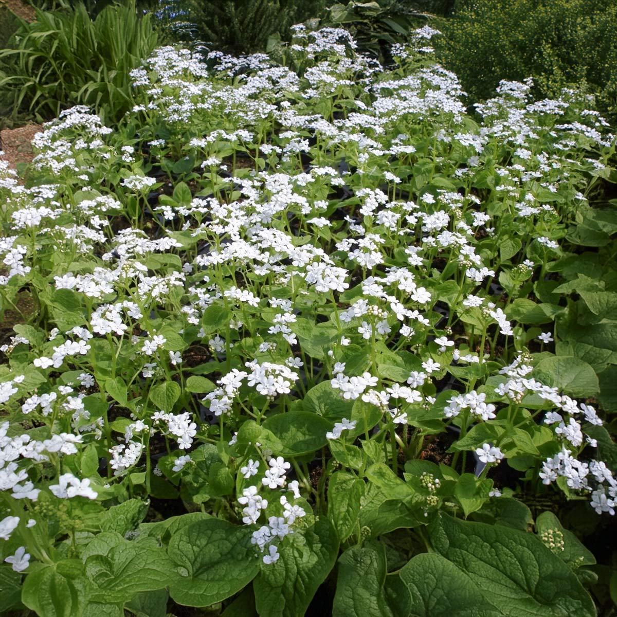 Brunnera macrophylla 'Betty Bowring' – Barnsdale Gardens