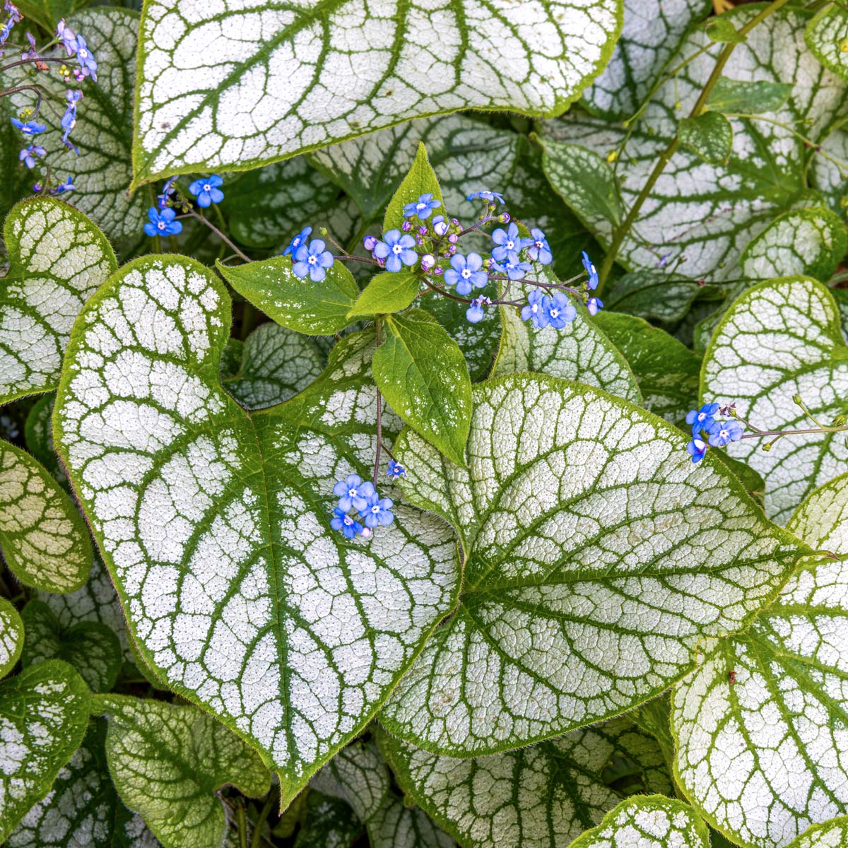 Brunnera Macrophylla Jack Frost Barnsdale Gardens brunnera-macrophylla-jack-frost-barnsdale-gardens