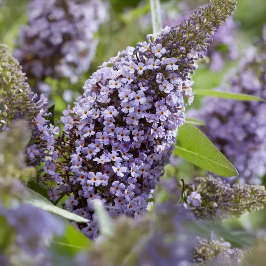 Buddleja 'Butterfly Candy Little Lila'