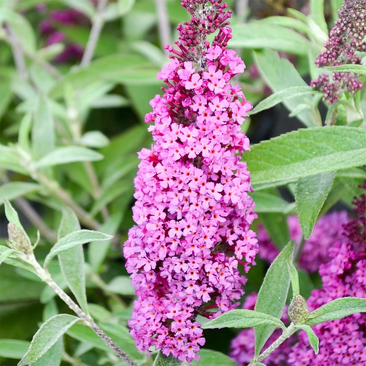 Buddleja davidii 'Buzz Candy Pink'