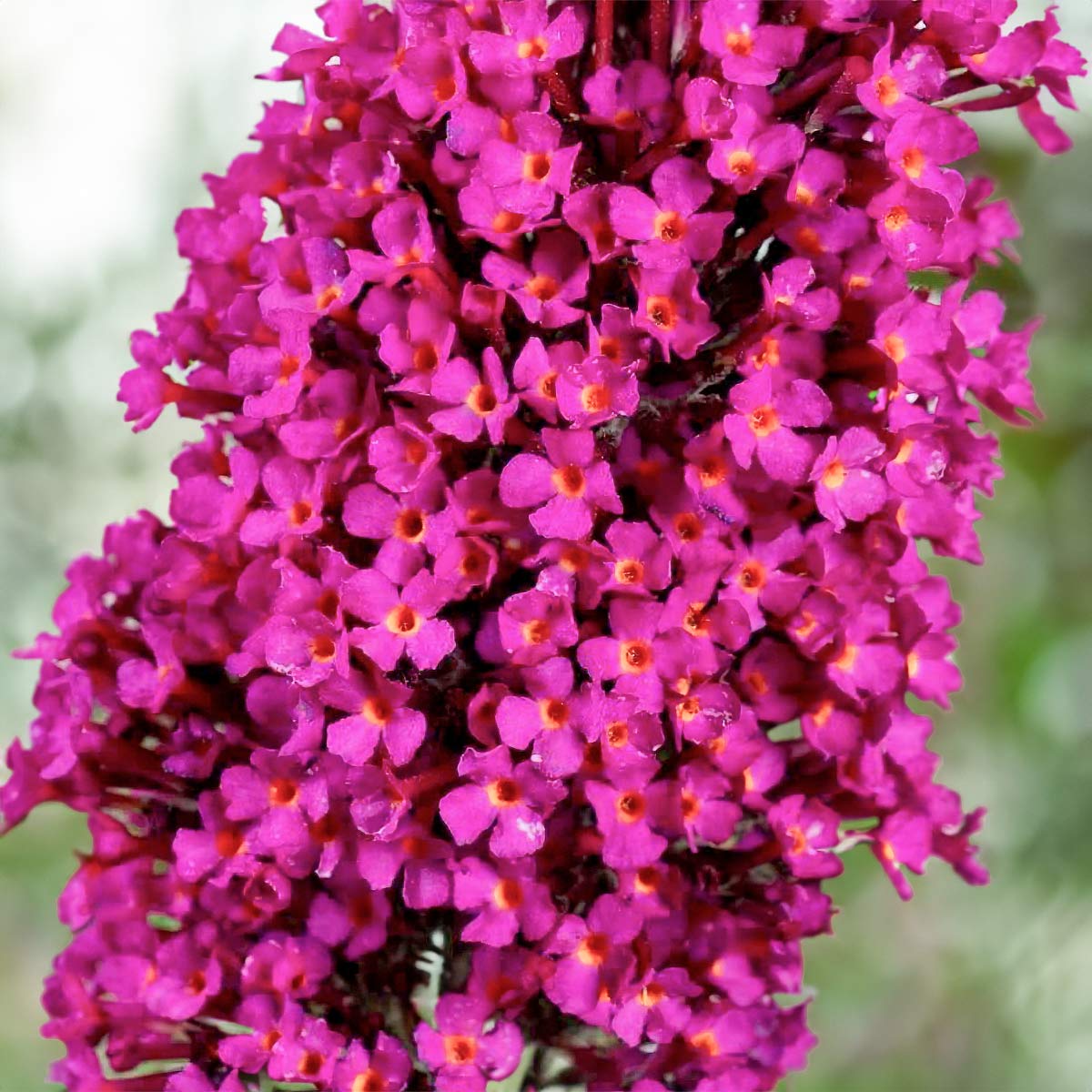 Buddleia Red Hot Raspberry Buddleja 'Buzz Hot Raspberry' | Dwarf Pink Butterfly Bush | Barnsdale ...
