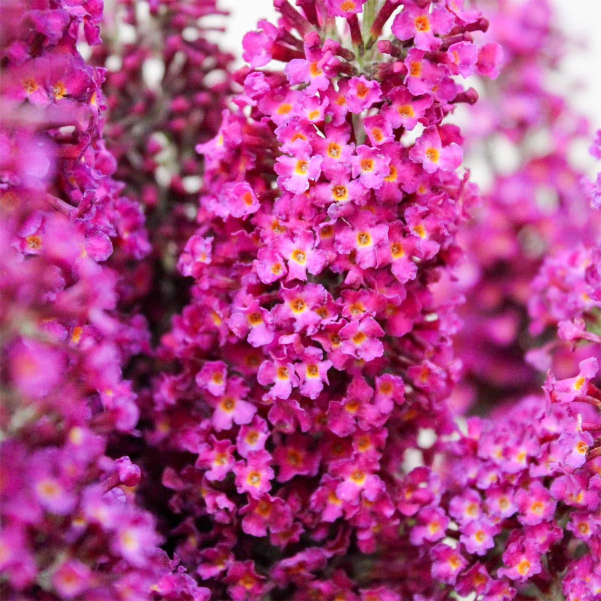 Dwarf Buddleia Raspberry Buddleja 'Buzz Hot Raspberry' | Dwarf Pink Butterfly Bush | Barnsdale ...