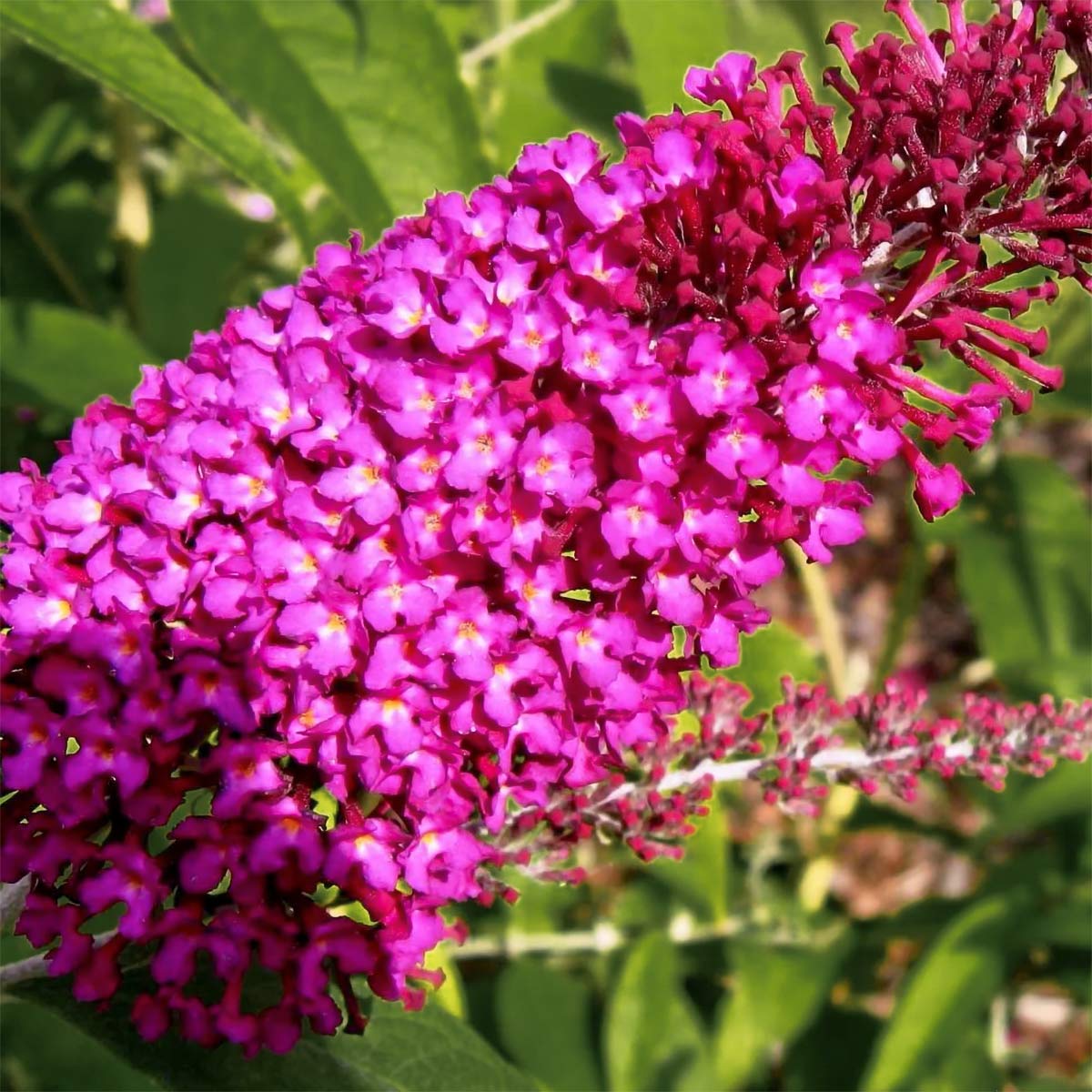 Dwarf Buddleia Raspberry Buddleja 'Buzz Hot Raspberry' | Dwarf Pink Butterfly Bush | Barnsdale ...