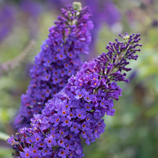 Buddleja davidii 'Empire Blue'