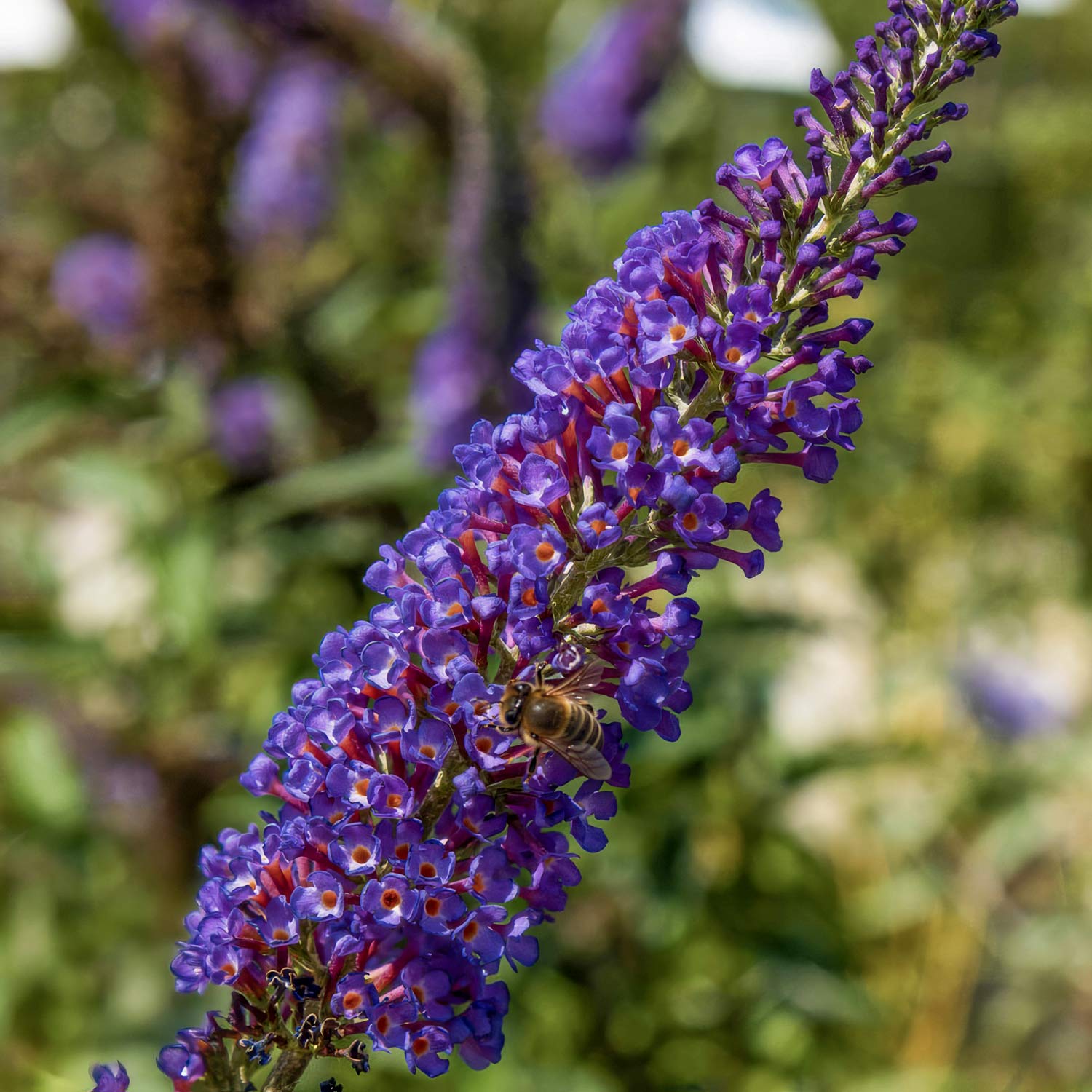 Buddleja davidii 'Empire Blue'