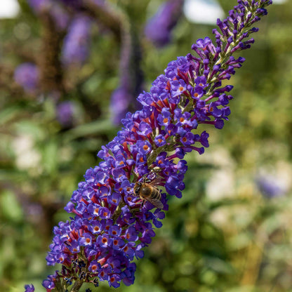 Buddleja davidii 'Empire Blue'
