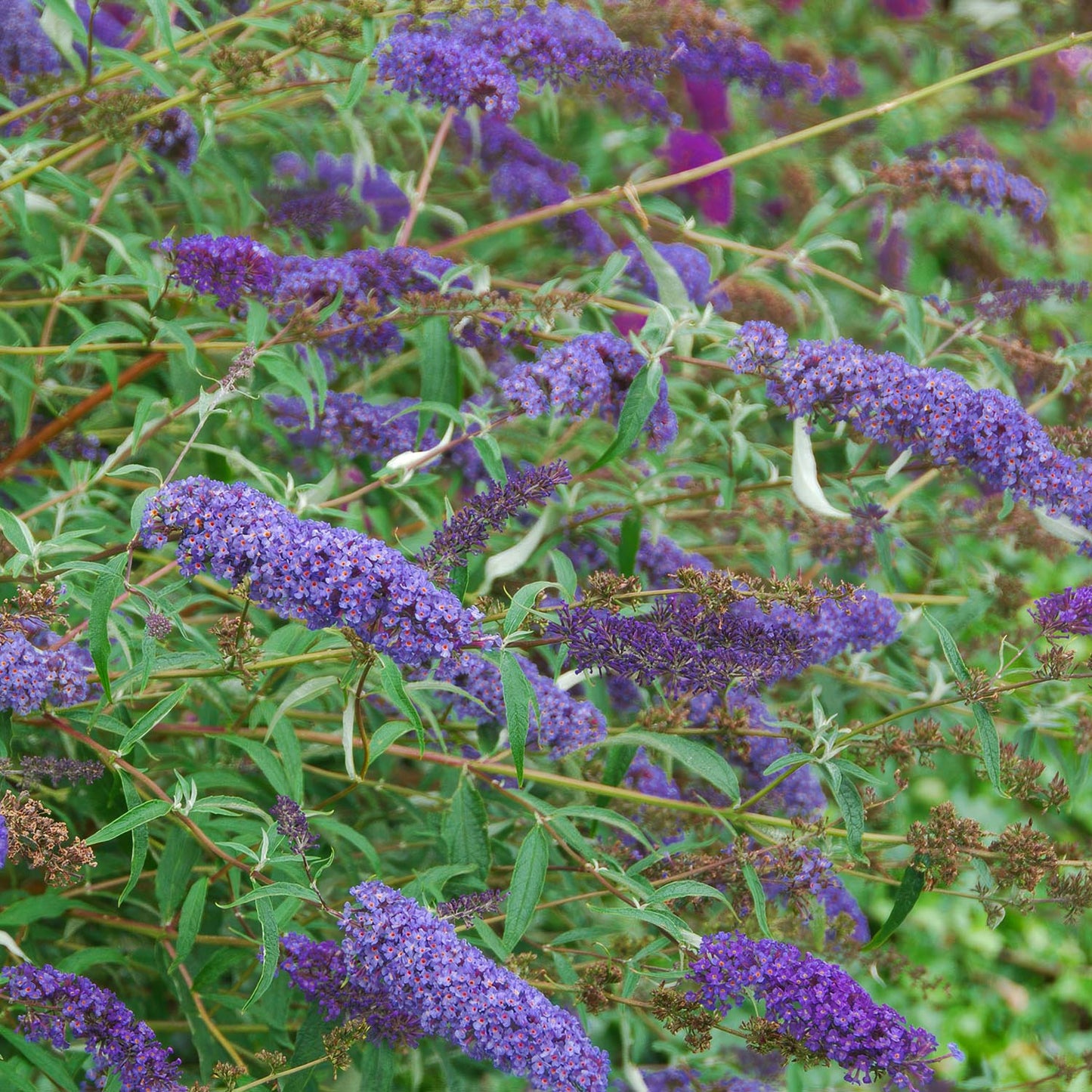 Buddleja davidii 'Empire Blue'
