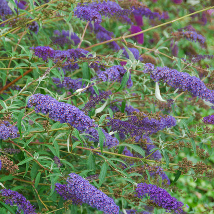 Buddleja davidii 'Empire Blue'