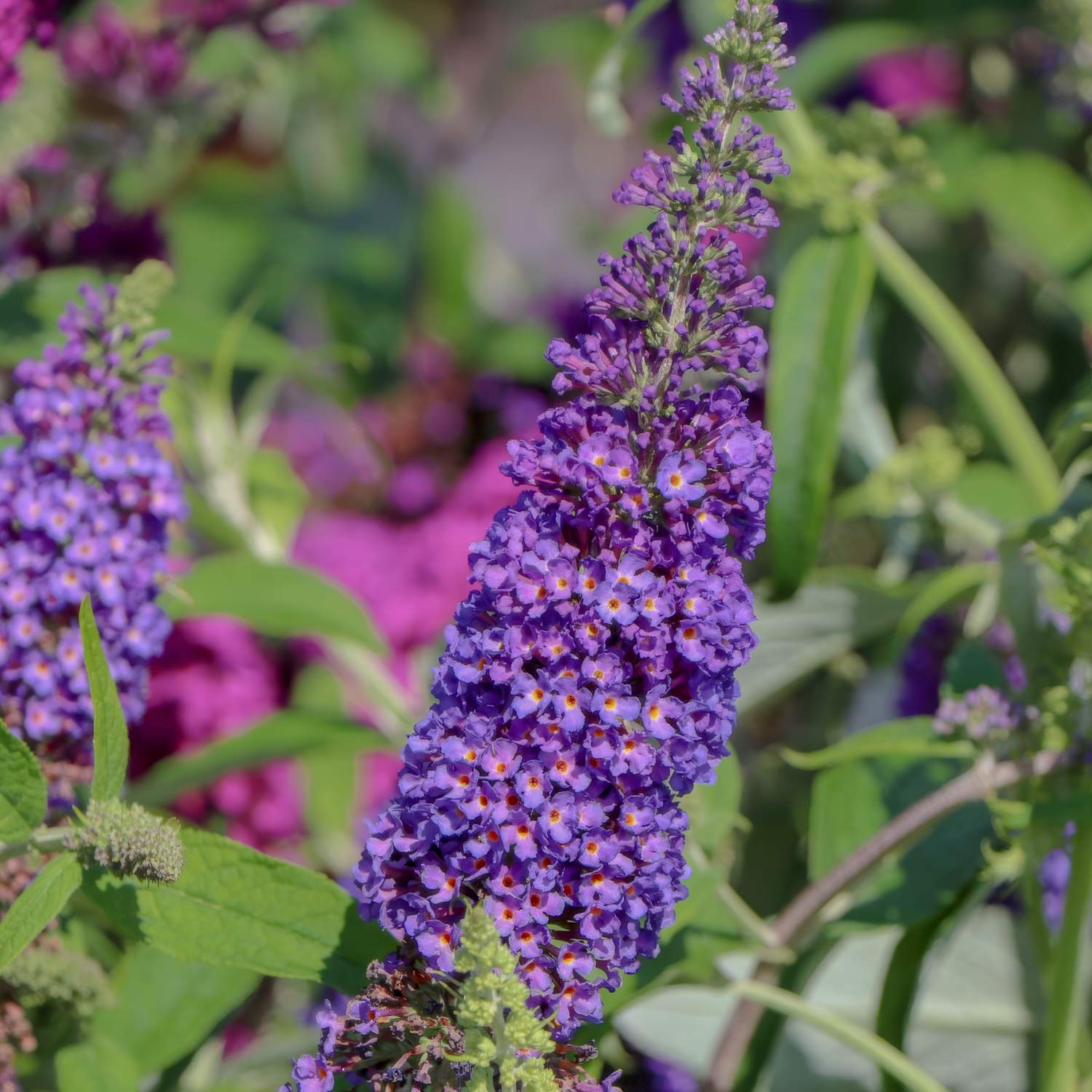 Buddleja davidii 'Empire Blue'