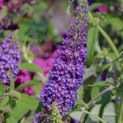 Buddleja davidii 'Empire Blue'