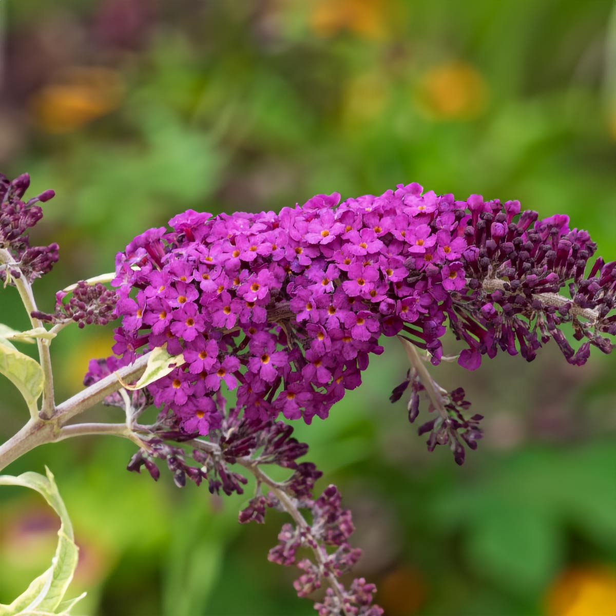 Buddleja davidii 'Harlequin'