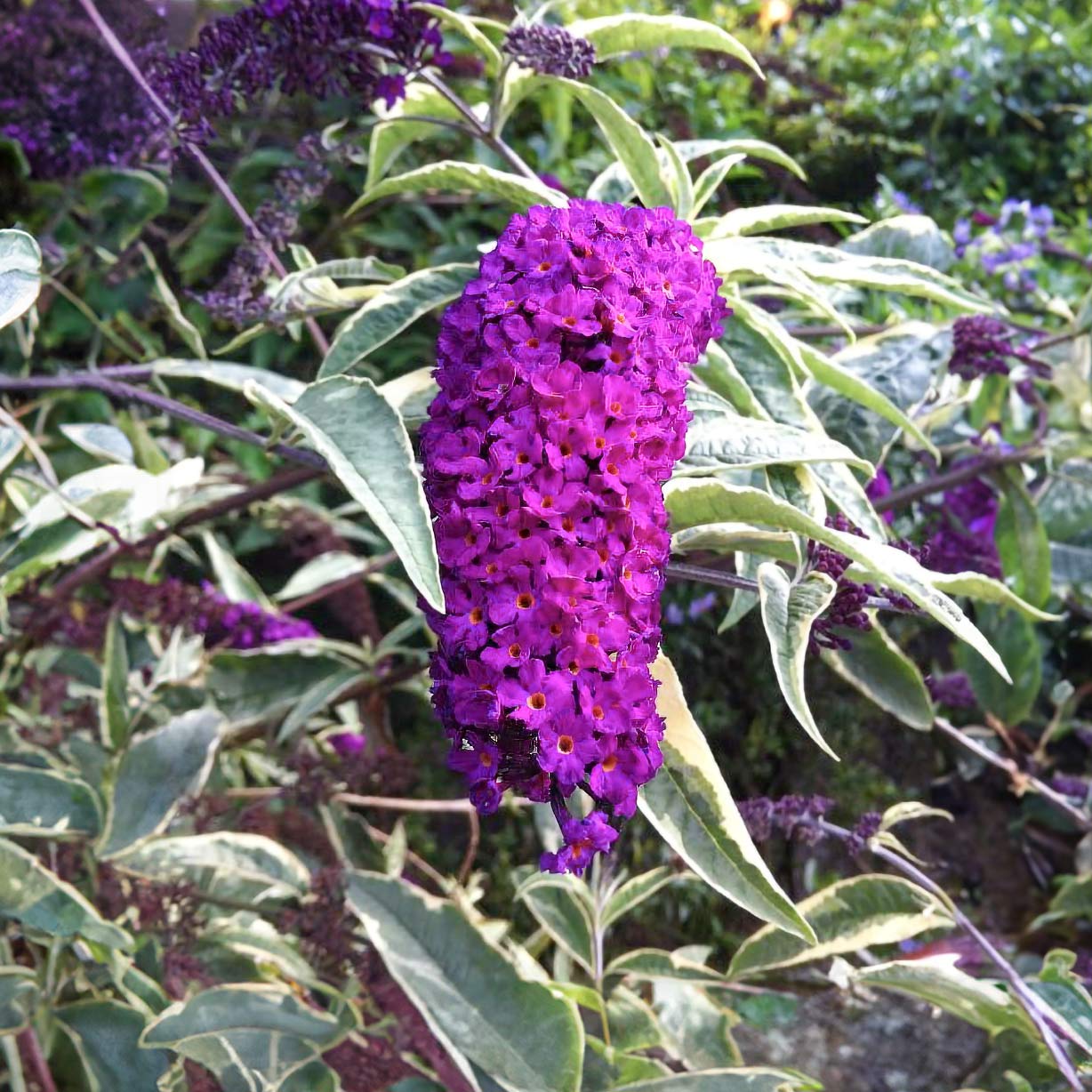 Buddleja davidii 'Harlequin'