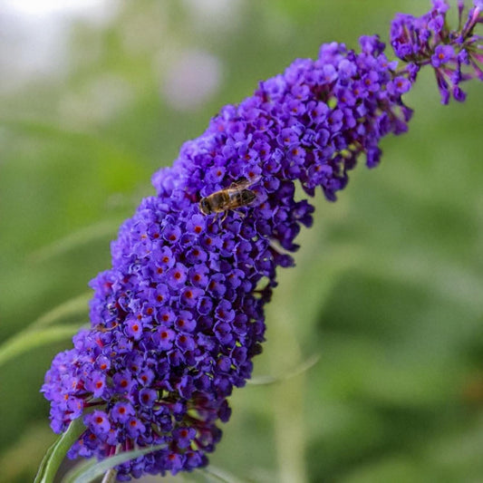 Buddleja davidii 'Magda's Gold Knight'